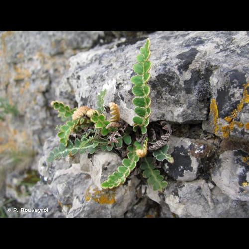 <i>Asplenium ceterach</i> L., 1753 © P. Rouveyrol