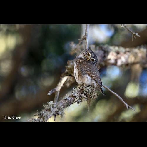 <i>Glaucidium passerinum</i> (Linnaeus, 1758) &copy; R. Clerc
