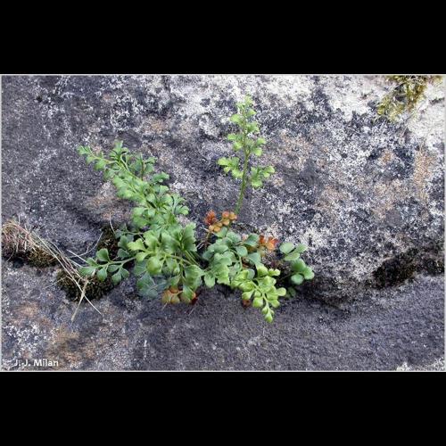 <i>Asplenium ruta-muraria</i> L., 1753 © NULL
