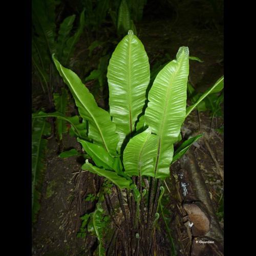 <i>Asplenium scolopendrium</i> L., 1753 © P. Gourdain