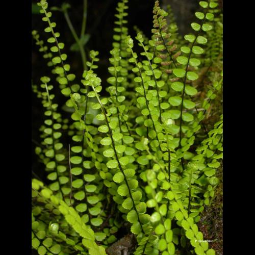 <i>Asplenium trichomanes</i> L., 1753 &copy; P. Gourdain