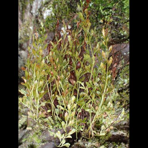 <i>Asplenium </i>x<i> alternifolium</i> Wulfen, 1781 &copy; H. Tinguy