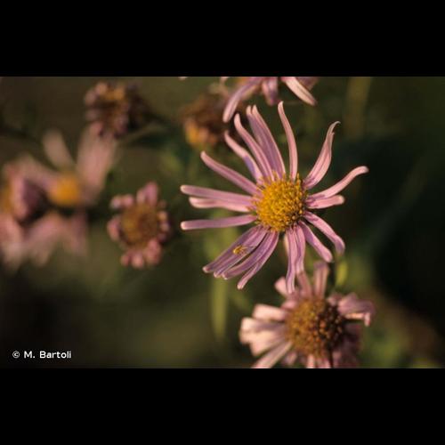 <i>Aster pyrenaeus</i> Desf. ex DC., 1805 © M. Bartoli