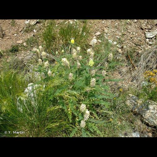 <i>Astragalus alopecurus</i> Pall., 1800 © Y. Martin