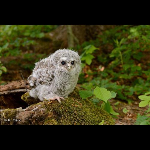 <i>Strix aluco</i> Linnaeus, 1758 © R. Clerc