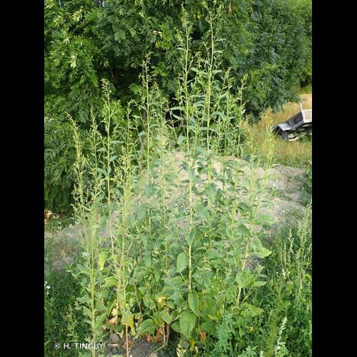 <i>Atriplex hortensis</i> L., 1753 [nom. et typ. cons.] © H. TINGUY
