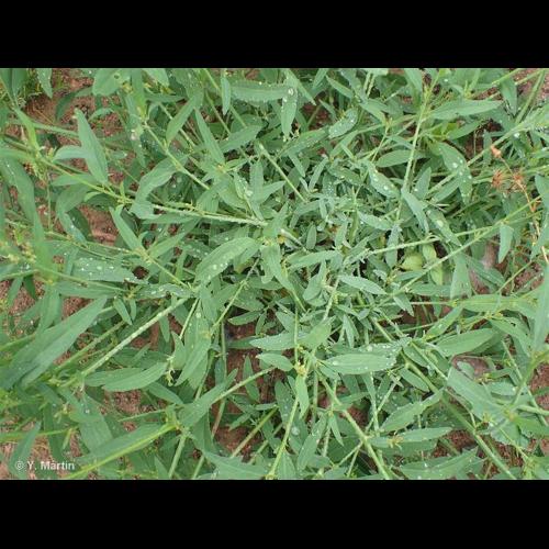 <i>Atriplex patula</i> L., 1753 &copy; NULL