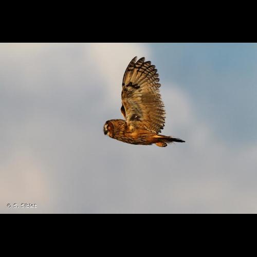 <i>Asio otus</i> (Linnaeus, 1758) © S. Siblet