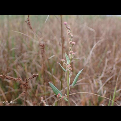 <i>Atriplex prostrata</i> Boucher ex DC., 1805 &copy; NULL