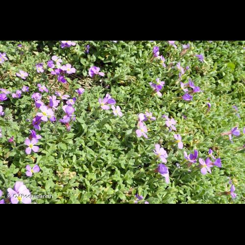 <i>Aubrieta deltoidea</i> (L.) DC., 1821 © O. Roquinarc'h