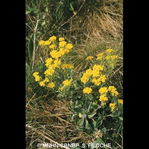 <i>Aurinia saxatilis</i> (L.) Desv., 1815 © MNHN-CBNBP S. Filoche