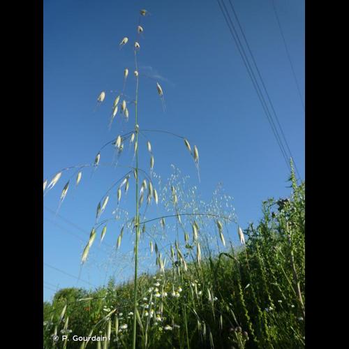 <i>Avena fatua</i> L., 1753 © P. Gourdain