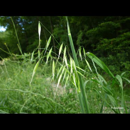 <i>Avena sativa</i> L., 1753 © P. Gourdain
