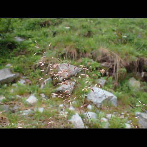 <i>Avenella flexuosa</i> (L.) Drejer, 1838 © NULL