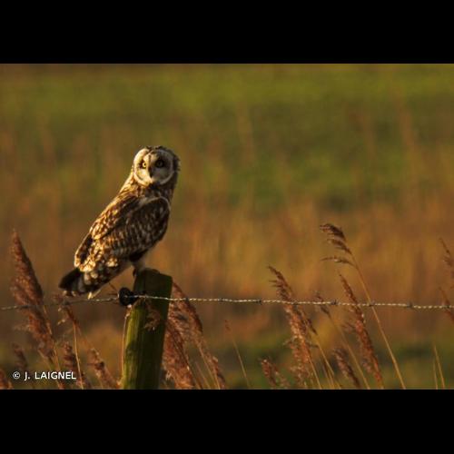 <i>Asio flammeus</i> (Pontoppidan, 1763) &copy; J. LAIGNEL