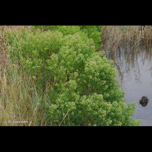 <i>Baccharis halimifolia</i> L., 1753 &copy; P. Gourdain