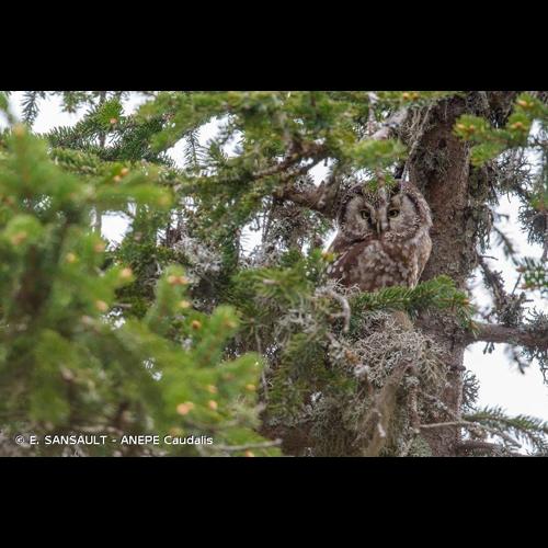 <i>Aegolius funereus</i> (Linnaeus, 1758) © E. SANSAULT - ANEPE Caudalis
