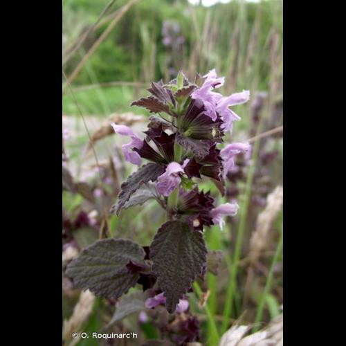 <i>Ballota nigra</i> L., 1753 © O. Roquinarc'h