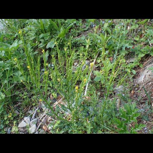 <i>Barbarea intermedia</i> Boreau, 1840 © NULL