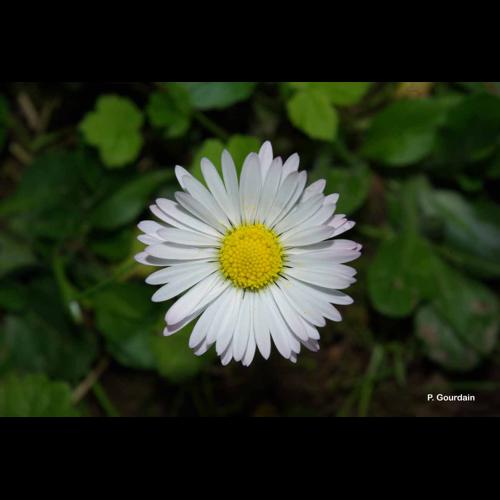 <i>Bellis perennis</i> L., 1753 &copy; P. Gourdain