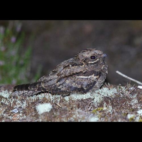 <i>Caprimulgus europaeus</i> Linnaeus, 1758 © P. Gourdain