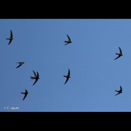 <i>Apus apus</i> (Linnaeus, 1758) © F. Jiguet