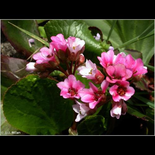 <i>Bergenia crassifolia</i> (L.) Fritsch, 1889 © NULL