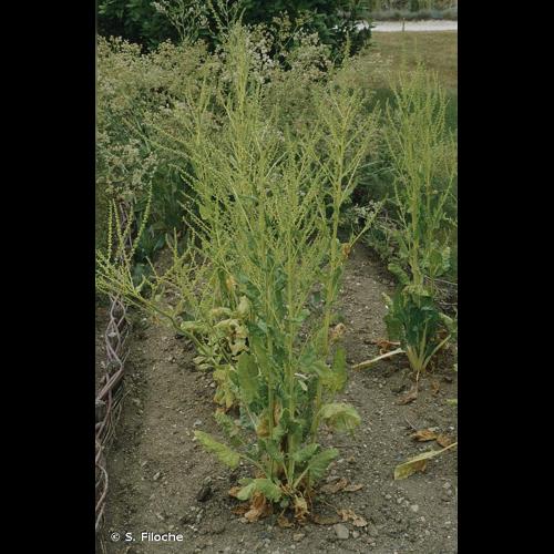 <i>Beta vulgaris</i> L., 1753 &copy; S. Filoche