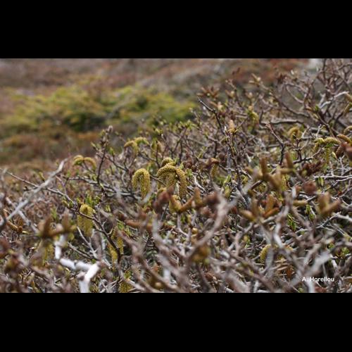 <i>Betula nana</i> L., 1753 &copy; A. Horellou