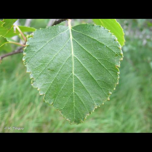 <i>Betula pubescens</i> Ehrh., 1791 © H. Tinguy