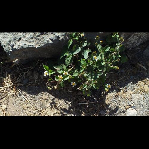 <i>Bidens pilosa</i> L., 1753 © F. Michalke