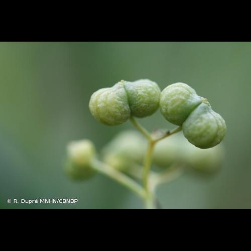 <i>Bifora testiculata</i> (L.) Spreng., 1820 © R. Dupré MNHN/CBNBP