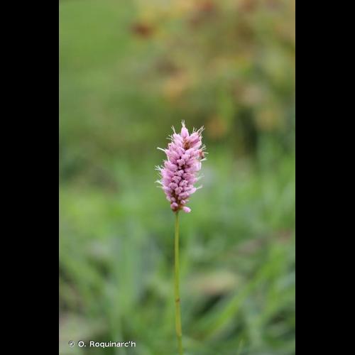 <i>Bistorta officinalis</i> Delarbre, 1800 &copy; O. Roquinarc'h