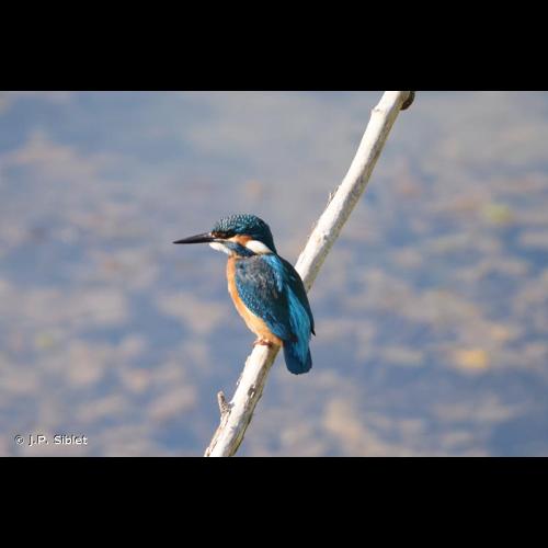 <i>Alcedo atthis</i> (Linnaeus, 1758) &copy; J.P. Siblet