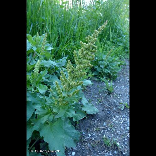 <i>Blitum bonus-henricus</i> (L.) Rchb., 1832 © O. Roquinarc'h