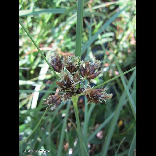 <i>Bolboschoenus maritimus</i> (L.) Palla, 1905 © P. Rouveyrol