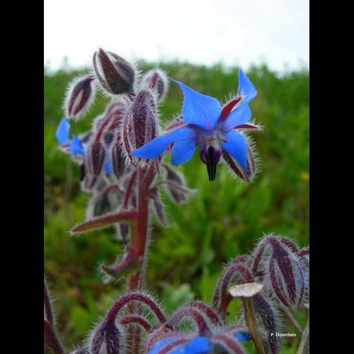 <i>Borago officinalis</i> L., 1753 © P. Gourdain