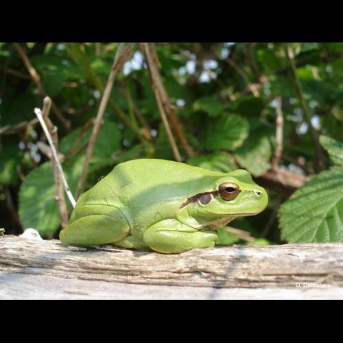 <i>Hyla meridionalis</i> Böttger, 1874 © O. Delzons