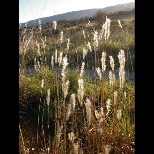 <i>Bothriochloa barbinodis</i> (Lag.) Herter, 1940 © P. Rouveyrol
