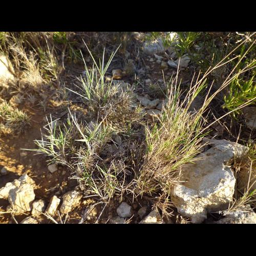 <i>Brachypodium retusum</i> (Pers.) P.Beauv., 1812 © P. Gourdain