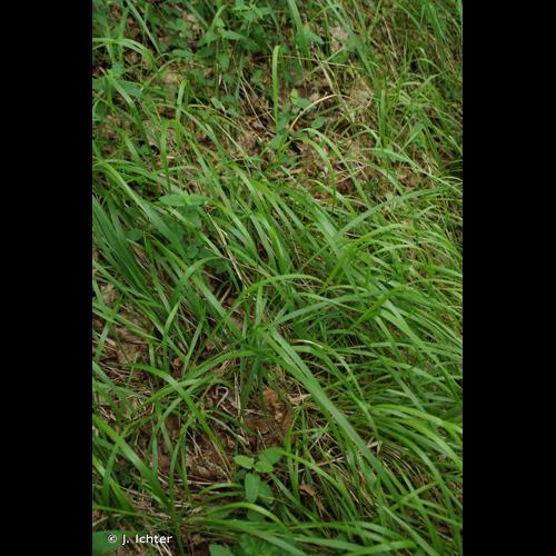 <i>Brachypodium rupestre</i> (Host) Roem. & Schult., 1817 &copy; J. Ichter