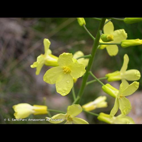<i>Brassica montana</i> Pourr., 1788 © S. Sant/Parc Amazonien de Guyane