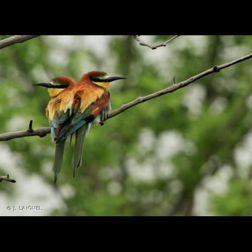 <i>Merops apiaster</i> Linnaeus, 1758 © J. LAIGNEL