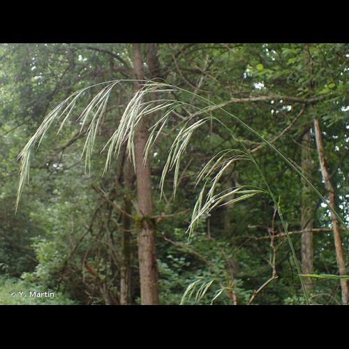 <i>Bromopsis benekenii</i> (Lange) Holub, 1973 © Y. Martin