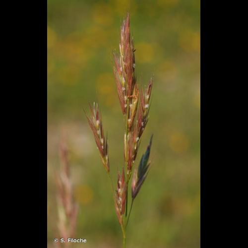 <i>Bromopsis erecta</i> (Huds.) Fourr., 1869 &copy; S. Filoche