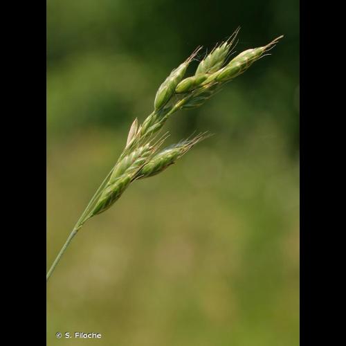 <i>Bromus commutatus</i> Schrad., 1806 © S. Filoche