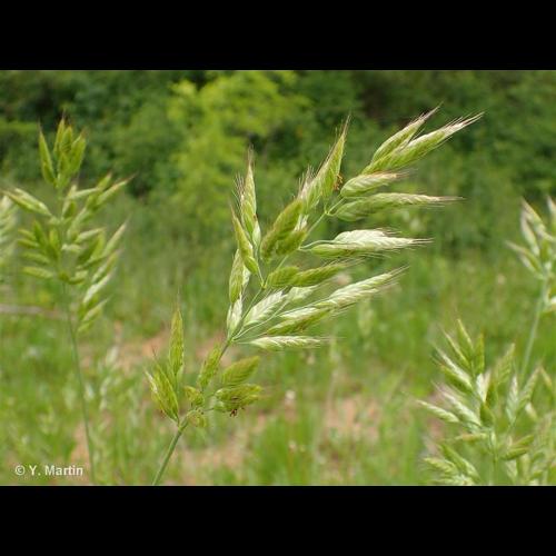 <i>Bromus hordeaceus</i> L., 1753 &copy; NULL