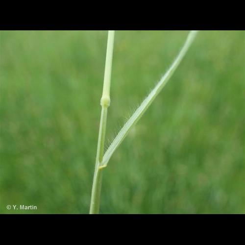 <i>Bromus racemosus</i> L., 1762 &copy; NULL