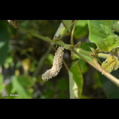 <i>Broussonetia papyrifera</i> (L.) Vent., 1799 © V. Boullet