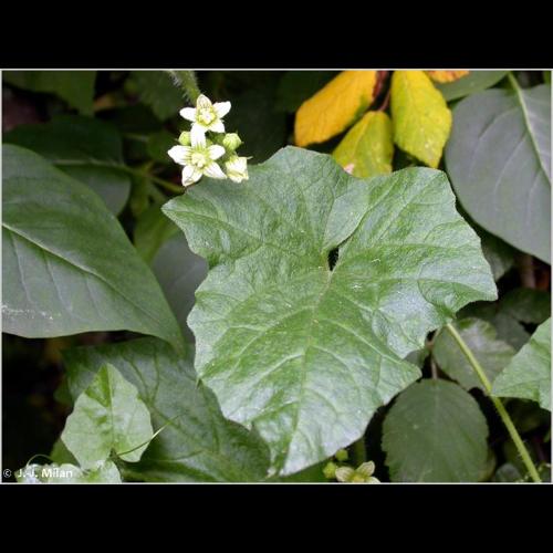 <i>Bryonia dioica</i> Jacq., 1774 © NULL